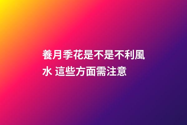 養月季花是不是不利風水 這些方面需注意